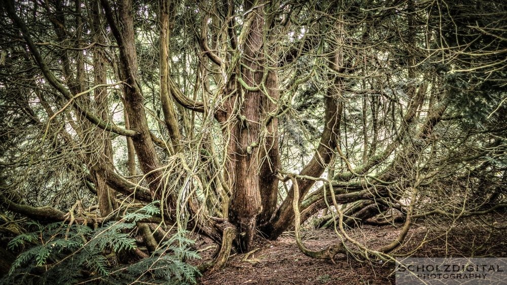 Bäume wie im Zauberwald