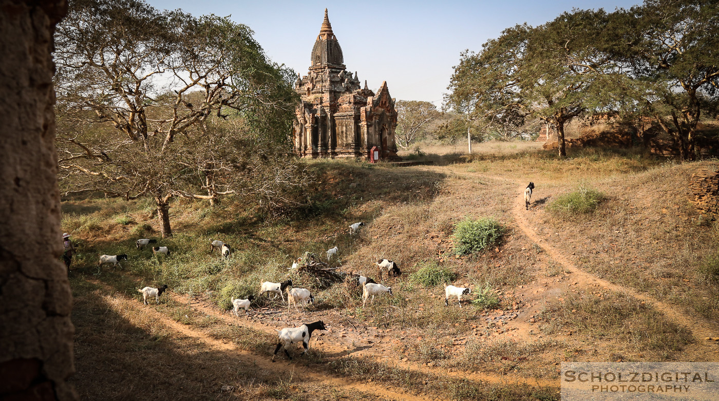 Urbex, Lost Place, Abandoned, verlassene Orte, verlassen, verlaten, Urban exploration, Bagan, Travelling, Myanmar, Birma, Burma, Tambadipa, tempel, tempelfeld, Buddha, Mandalay-Division,