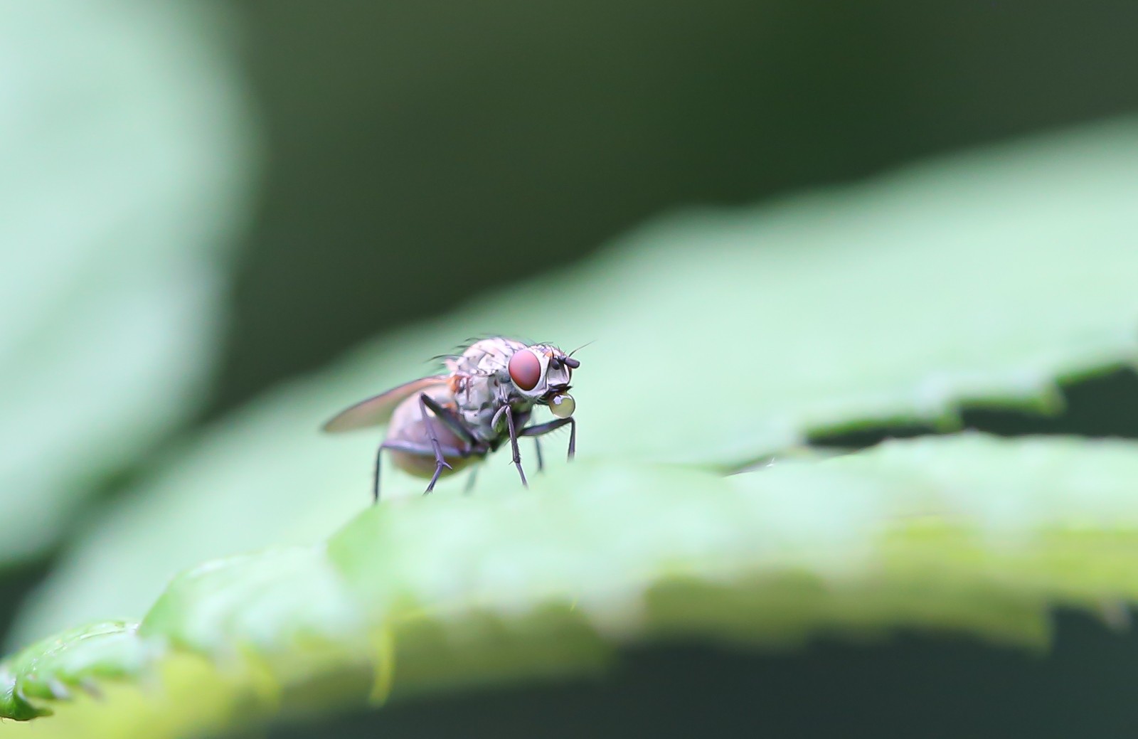 makrofotografie, makrolovers, macrophotography, makro, totalmacro, insekten, insectos, insects, macroart,