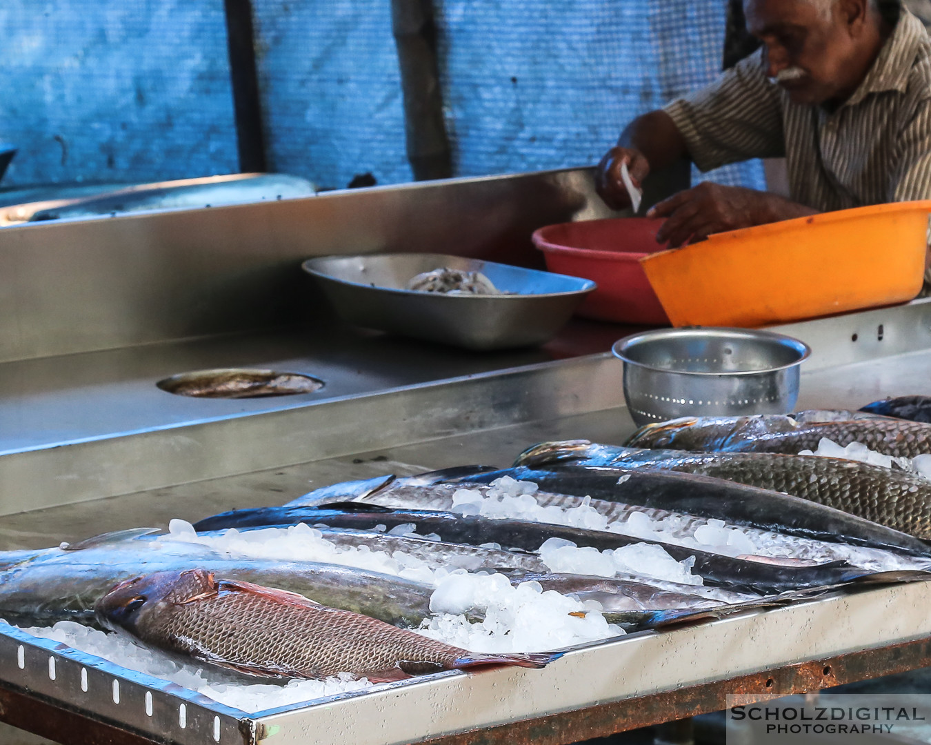 chinesische Fischernetze, Cochin, Fisch, Fischer, Fischerei, India, Indien, Kerala, Kochi, Rundreise, Streetphotography