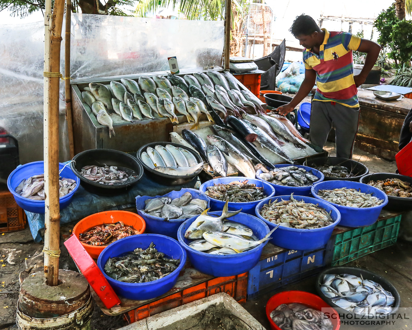 chinesische Fischernetze, Cochin, Fisch, Fischer, Fischerei, India, Indien, Kerala, Kochi, Rundreise, Streetphotography