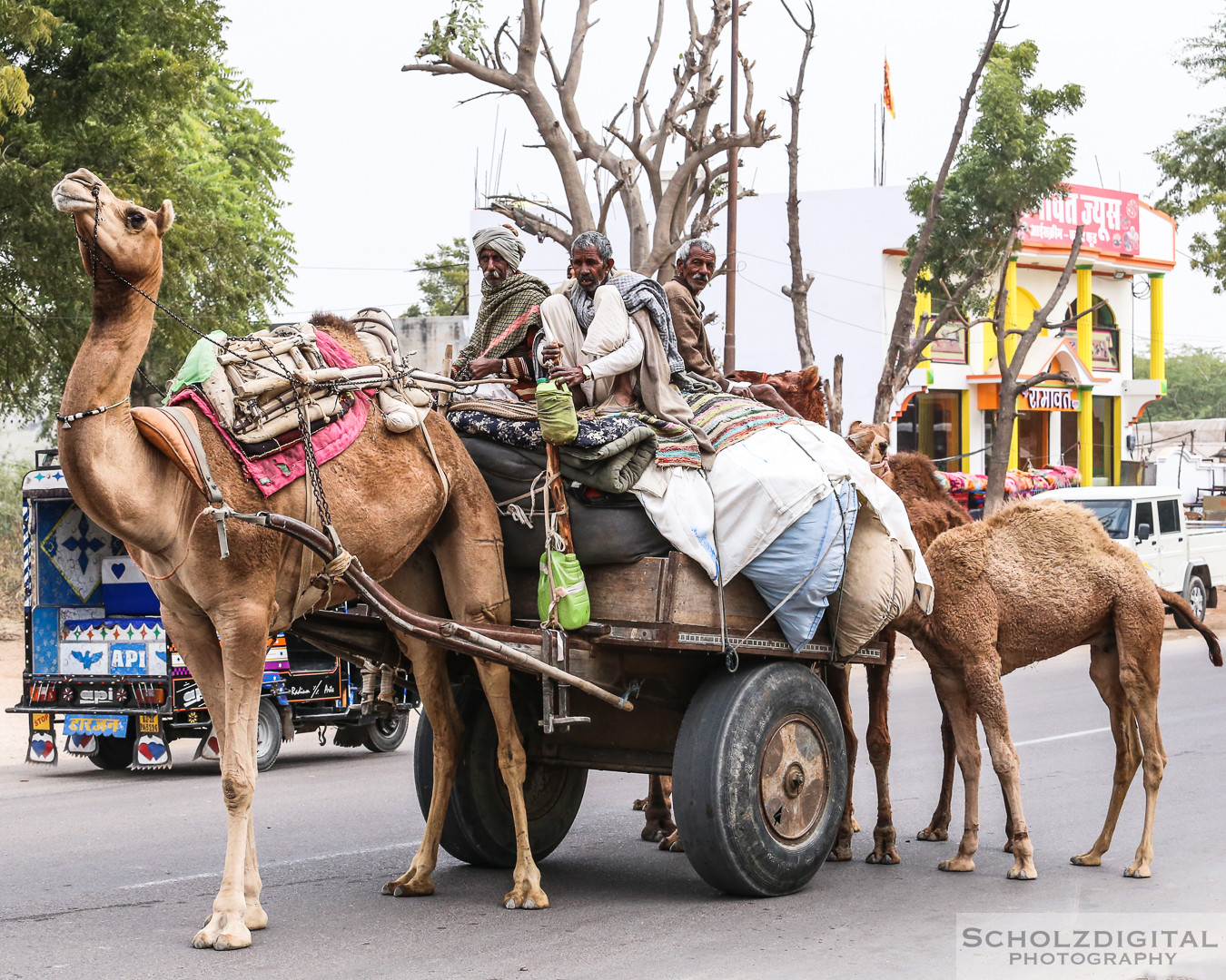 Kamelhändler, Bikaner Rajasthan, Indien