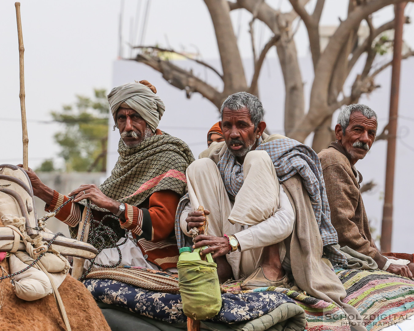 Kamelhändler, Bikaner Rajasthan, Indien