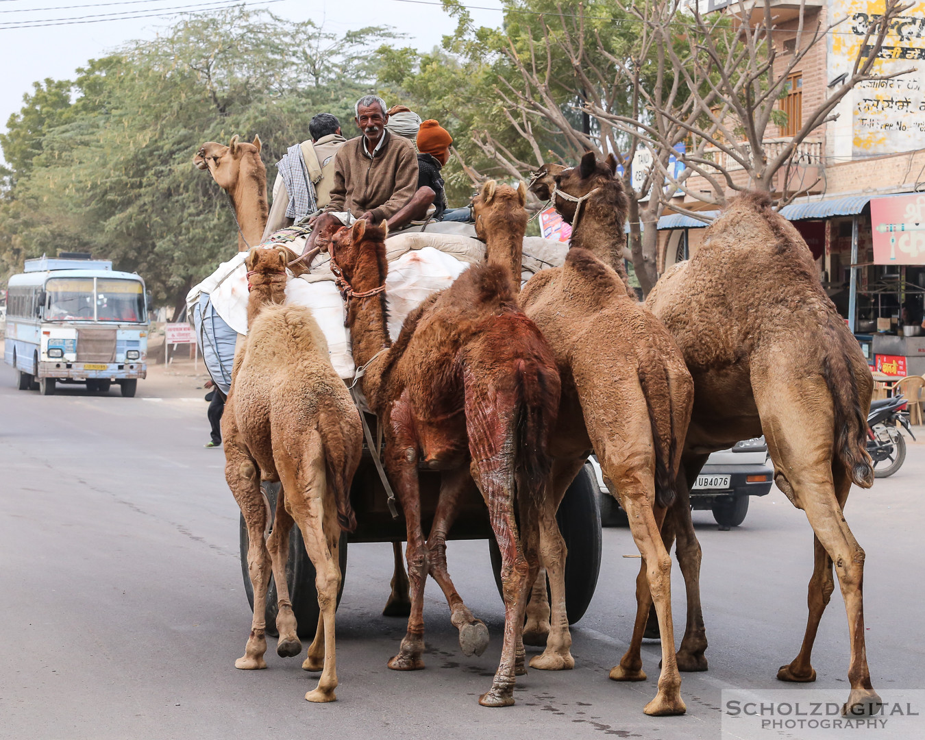 Kamelhändler, Bikaner Rajasthan, Indien