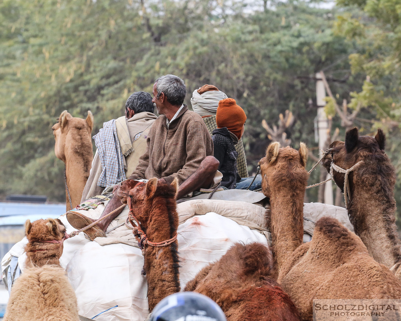 Kamelhändler, Bikaner Rajasthan, Indien