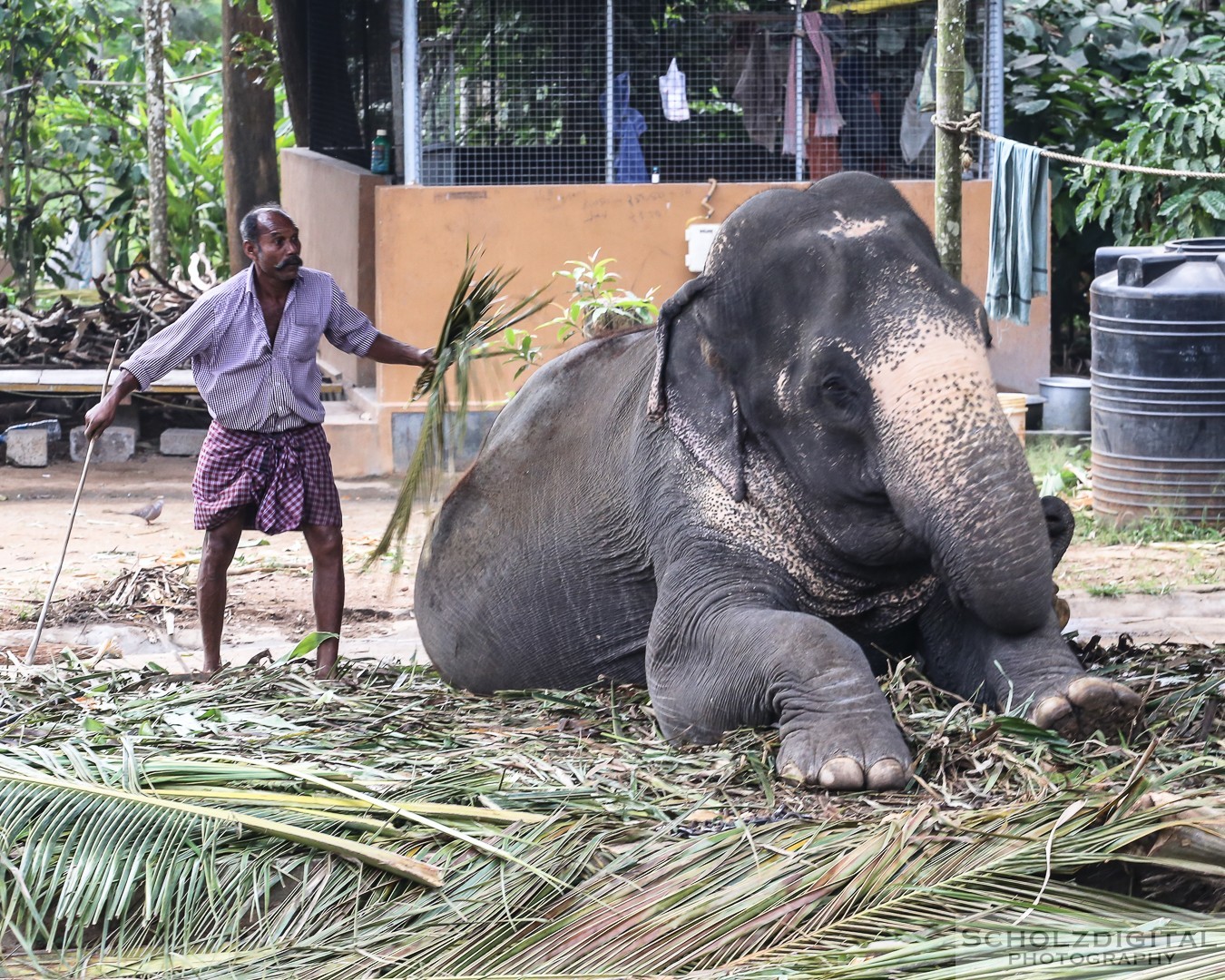 Kumily, Teeplantage, Kerala, Tamil Nadu, Indien,  Thekkady