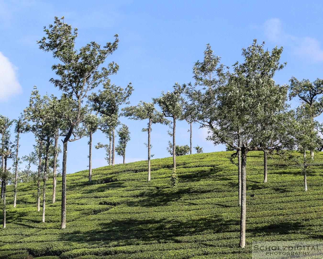 Kumily, Teeplantage, Kerala, Tamil Nadu, Indien,  Thekkady