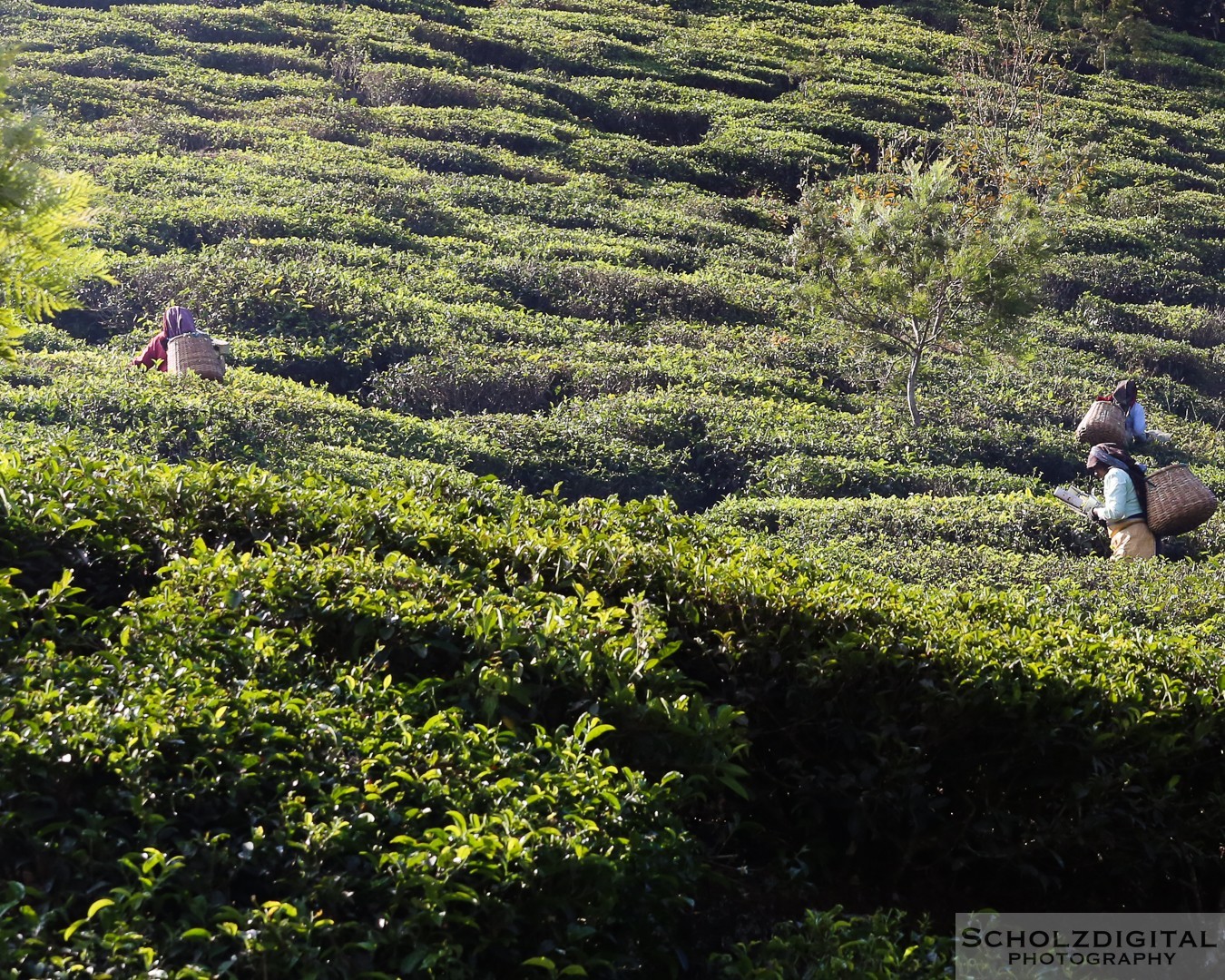 Kumily, Teeplantage, Kerala, Tamil Nadu, Indien,  Thekkady
