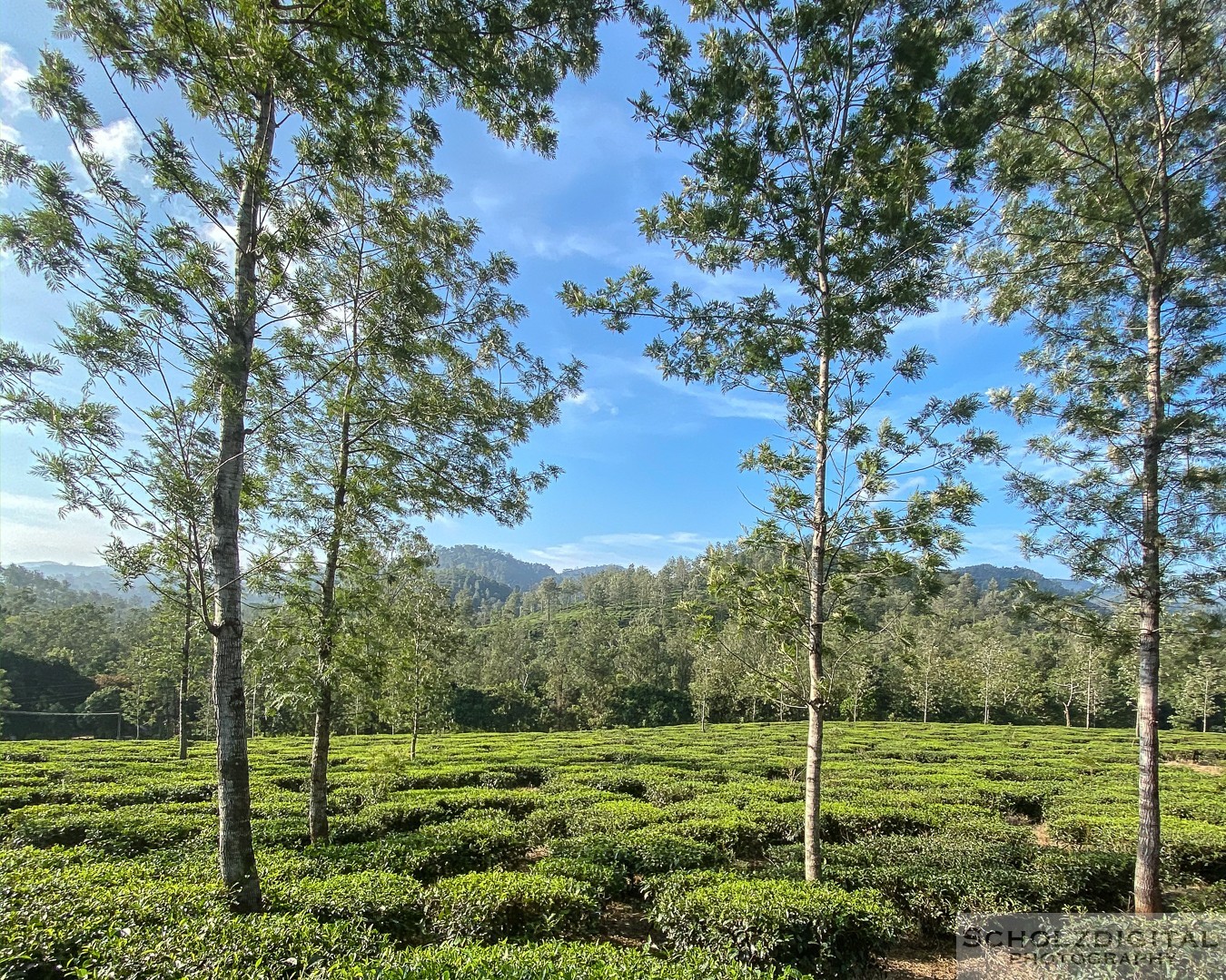 Kumily, Teeplantage, Kerala, Tamil Nadu, Indien,  Thekkady
