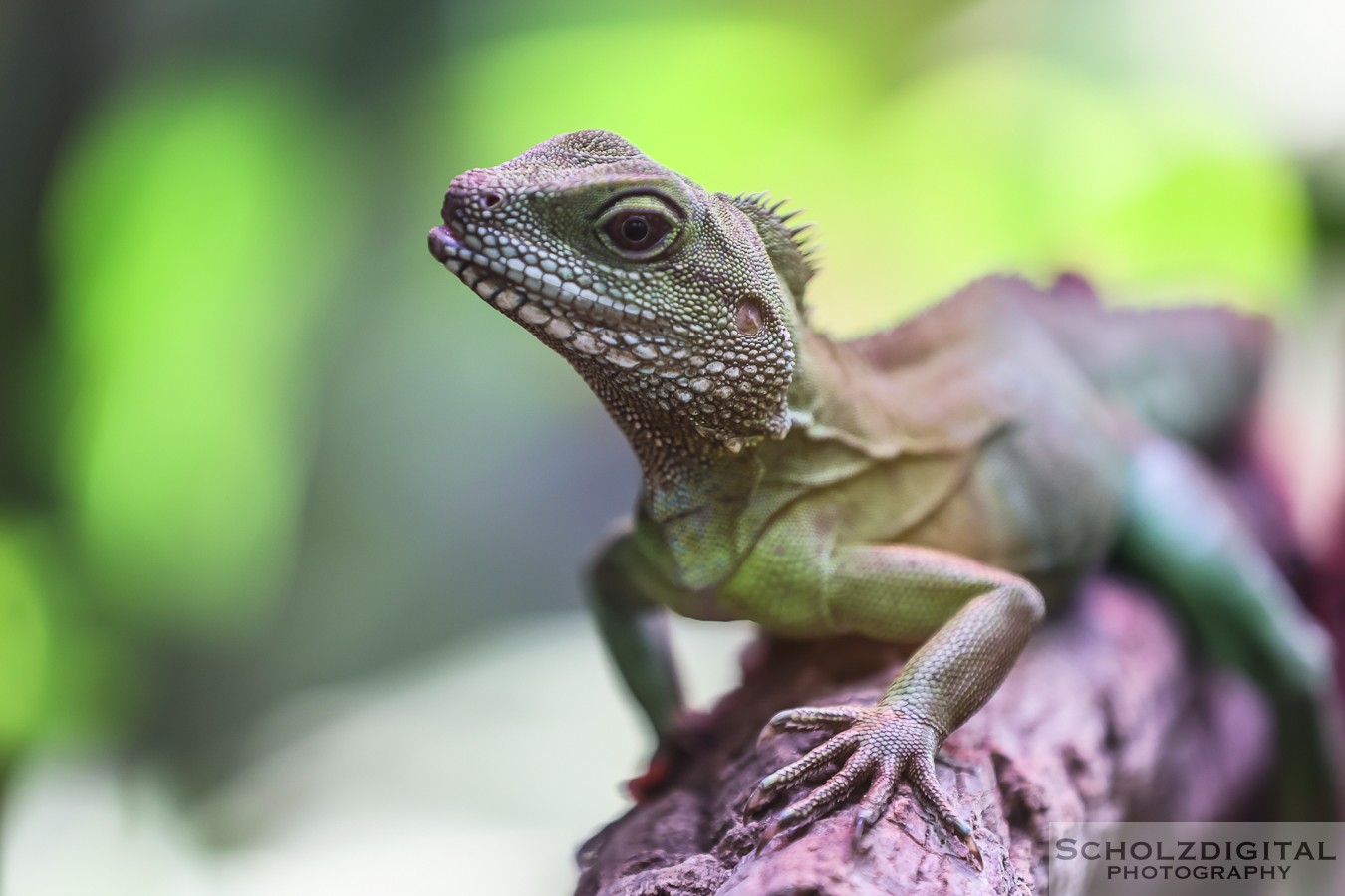 Terrazo Rheinberg Wasseragame