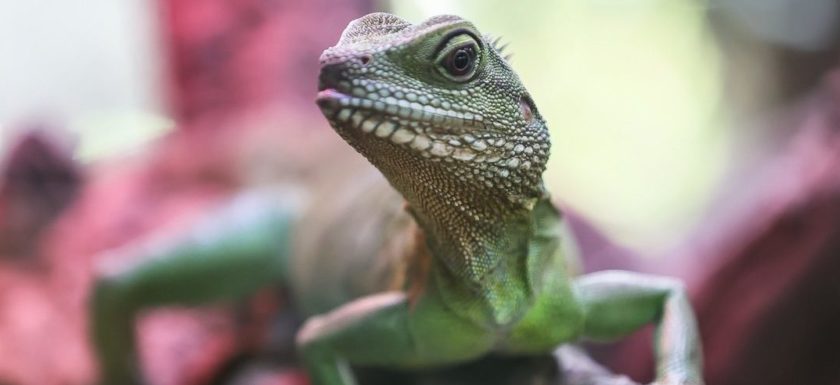 Reptilien Terrazoo Rheinberg Grüne Wasseragamee