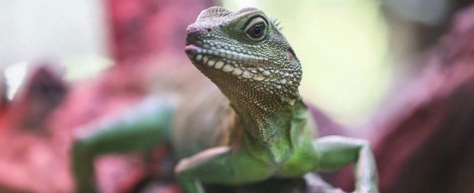 Reptilien Terrazoo Rheinberg Grüne Wasseragamee