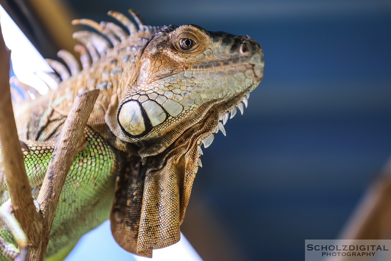 Reptilien im Terrazoo Rheinberg