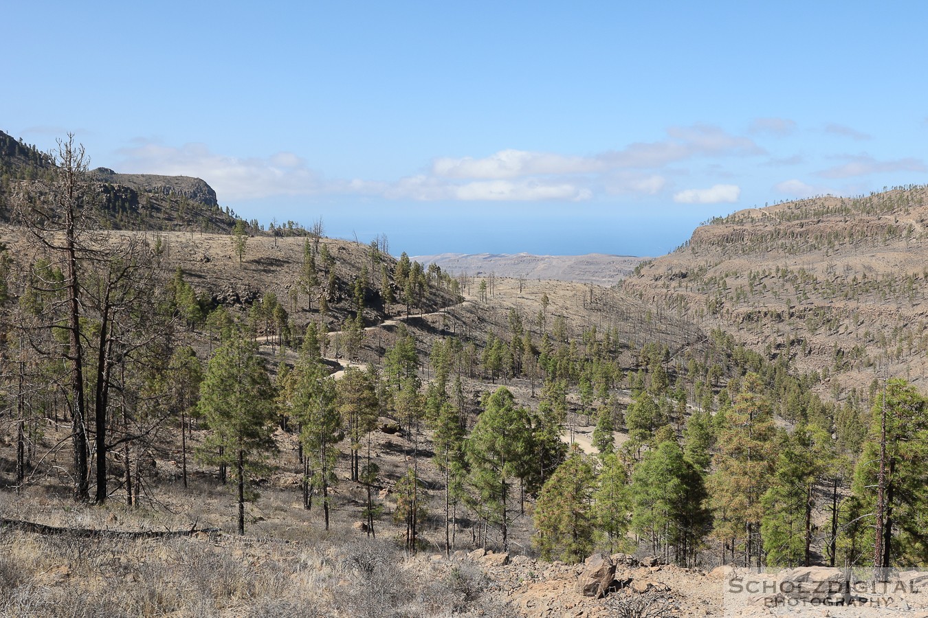 Canary Island