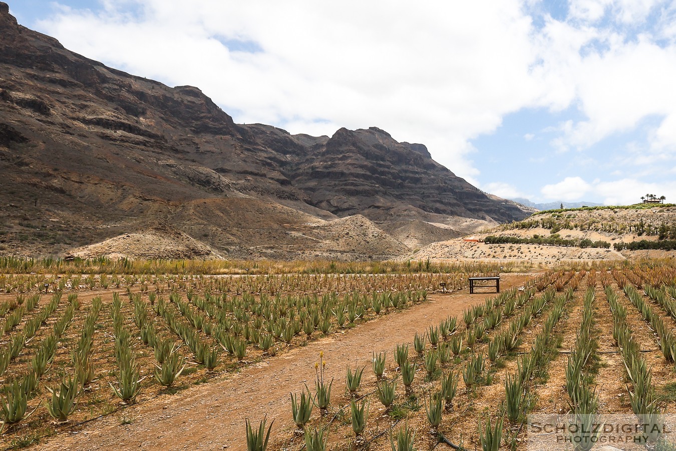 Aloe Experience Canary Islands