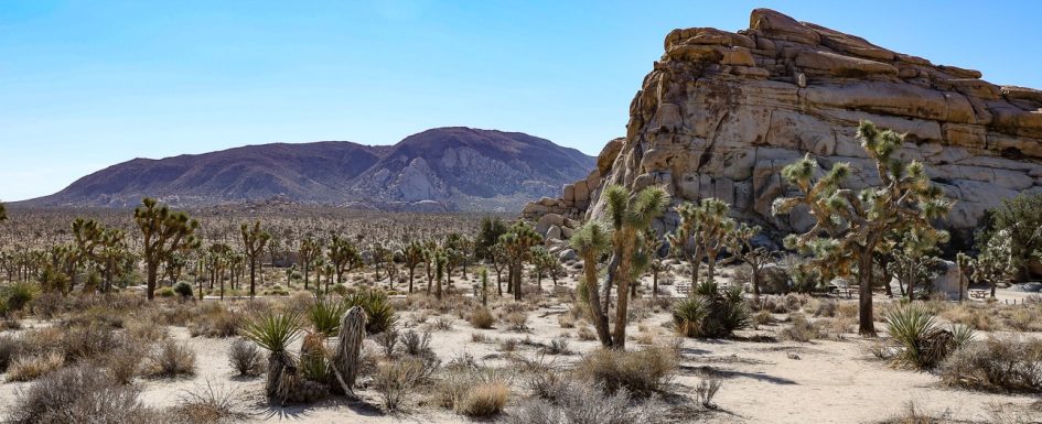 Joshua Tree Nationalpark