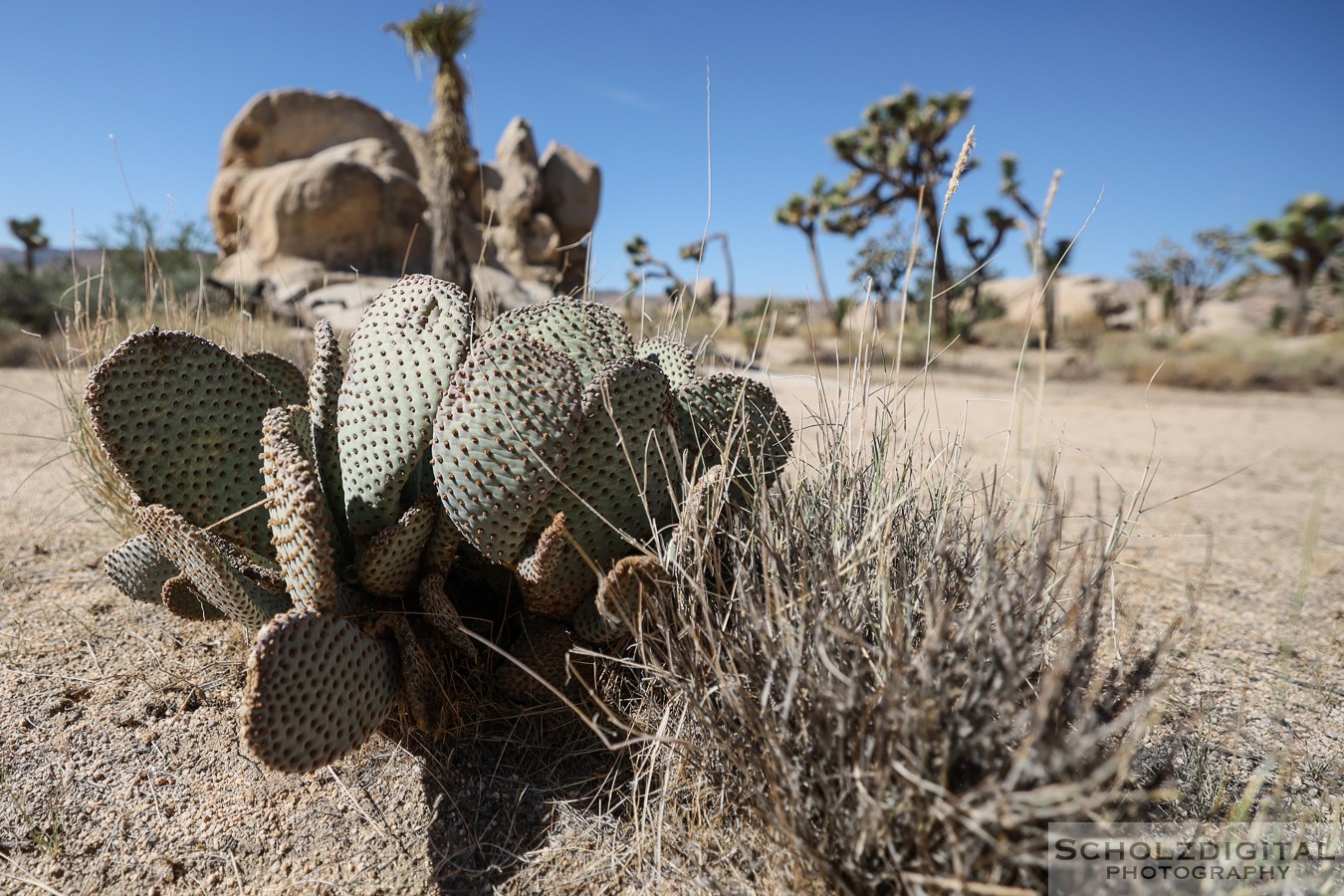 Joshua Tree Nationalpark