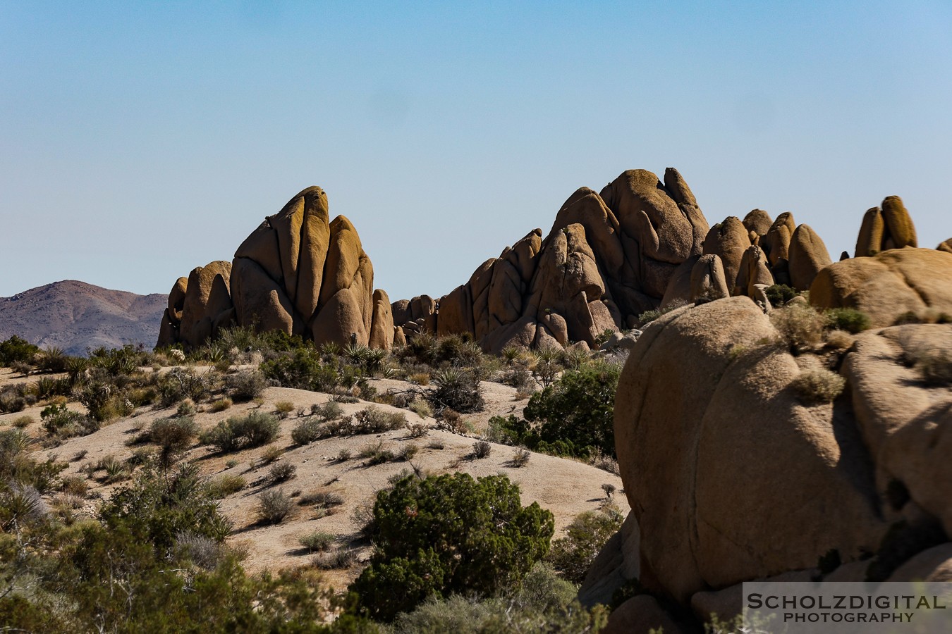 Joshua Tree Nationalpark