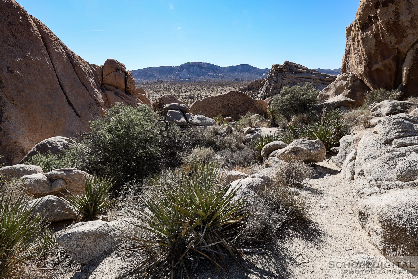 Joshua Tree Nationalpark