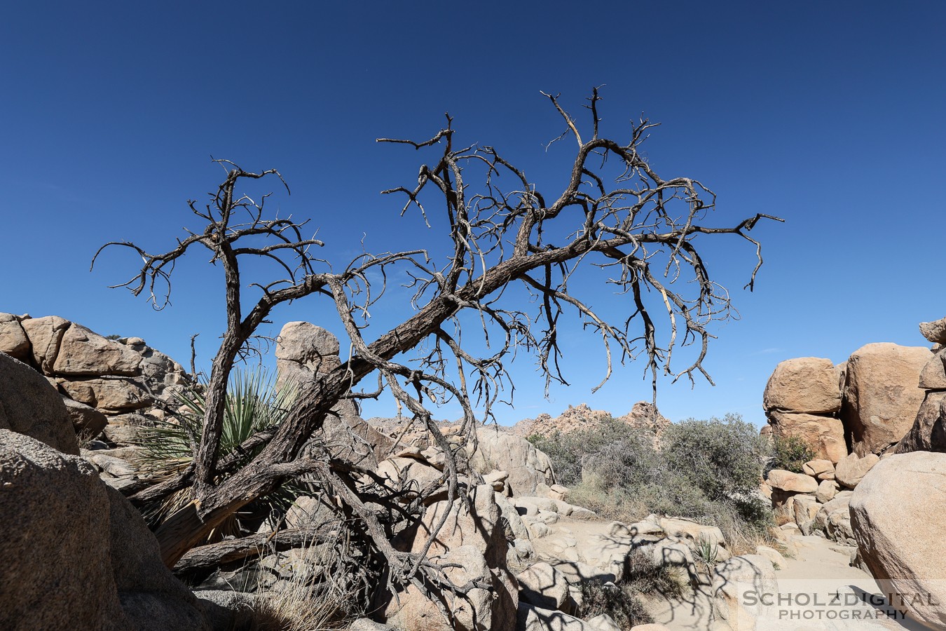 Joshua Tree Nationalpark