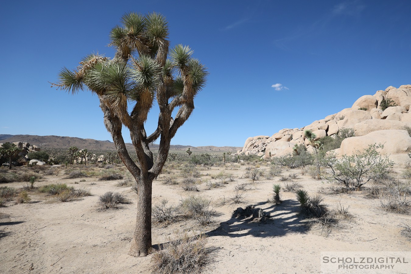 Joshua Tree Nationalpark