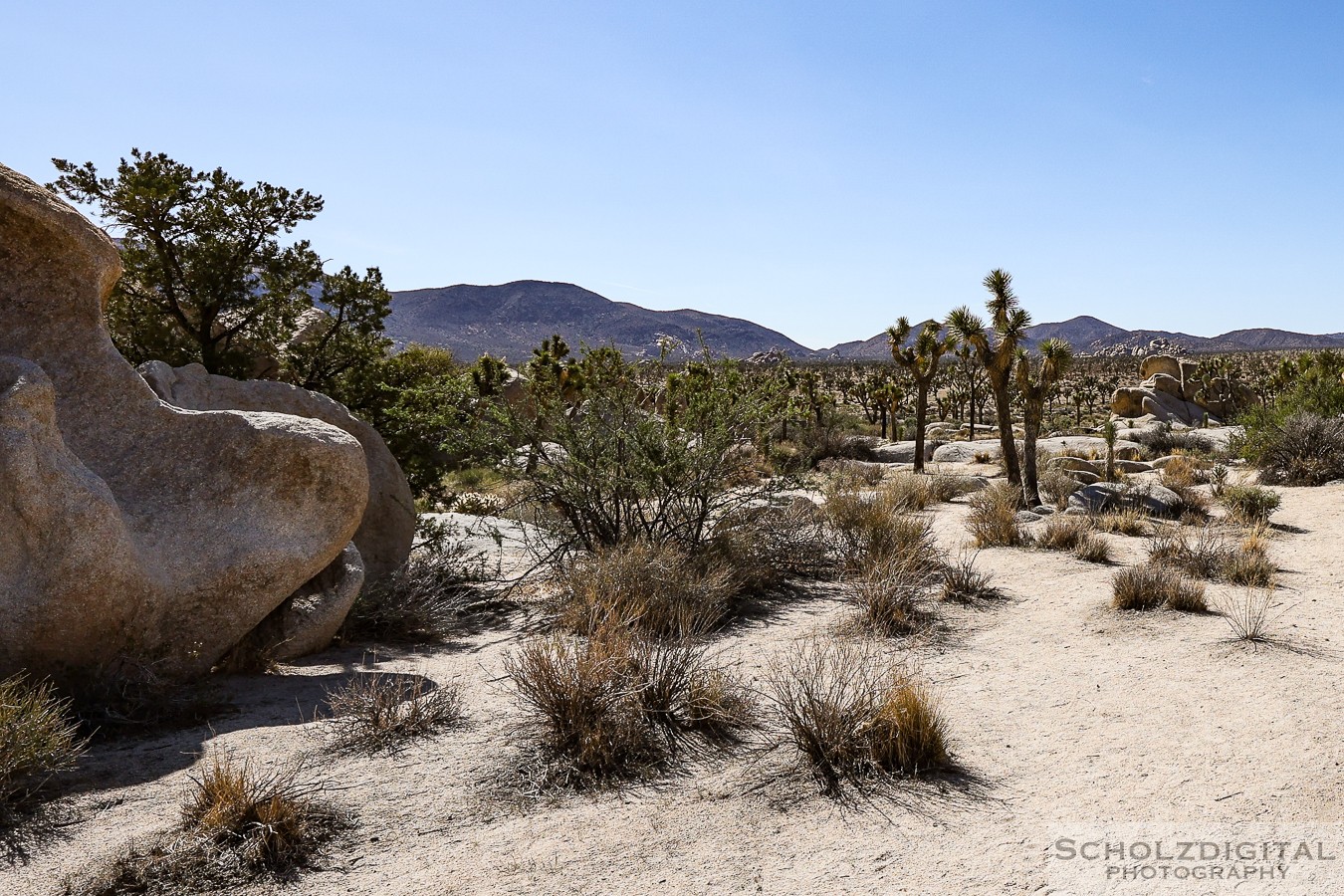 Joshua Tree Nationalpark