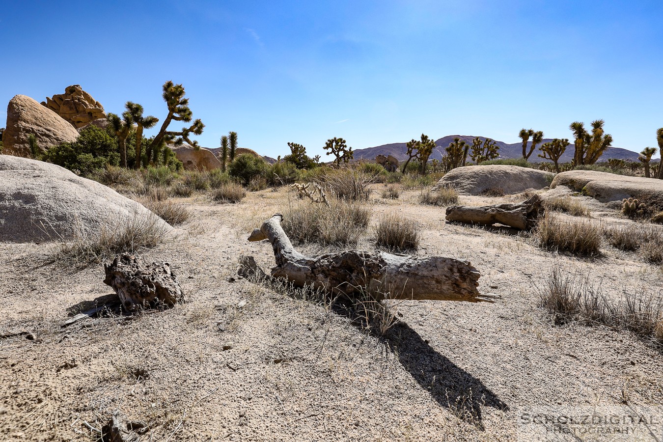 Joshua Tree Nationalpark