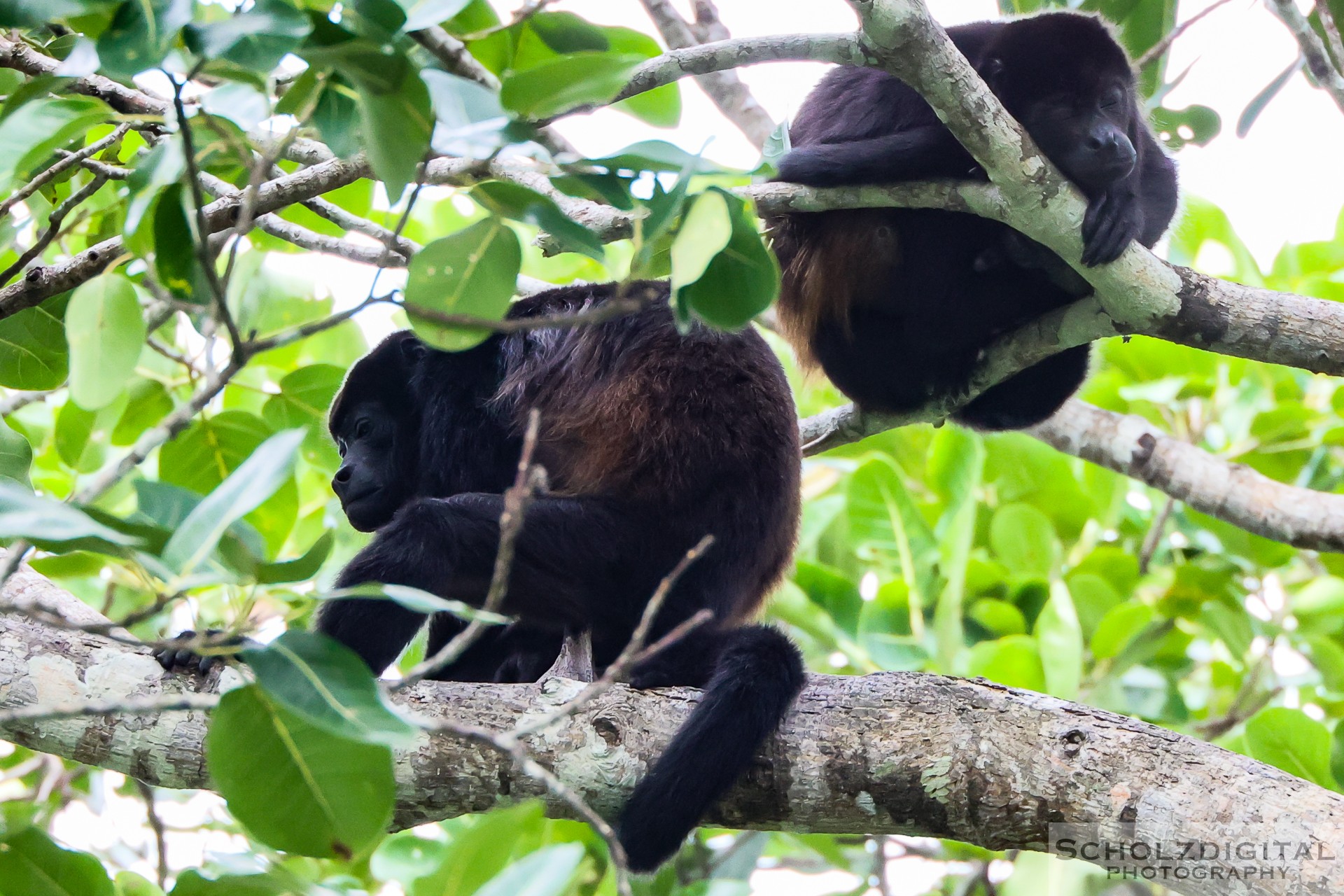 Brüllaffen in Costa Rica