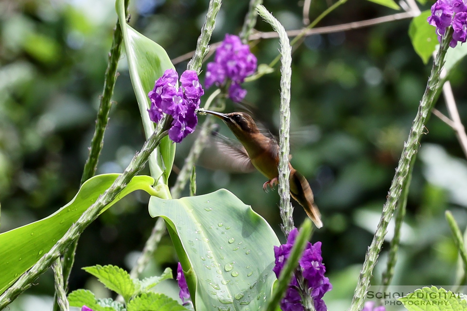 Kolibri im Veragua Regenwald
