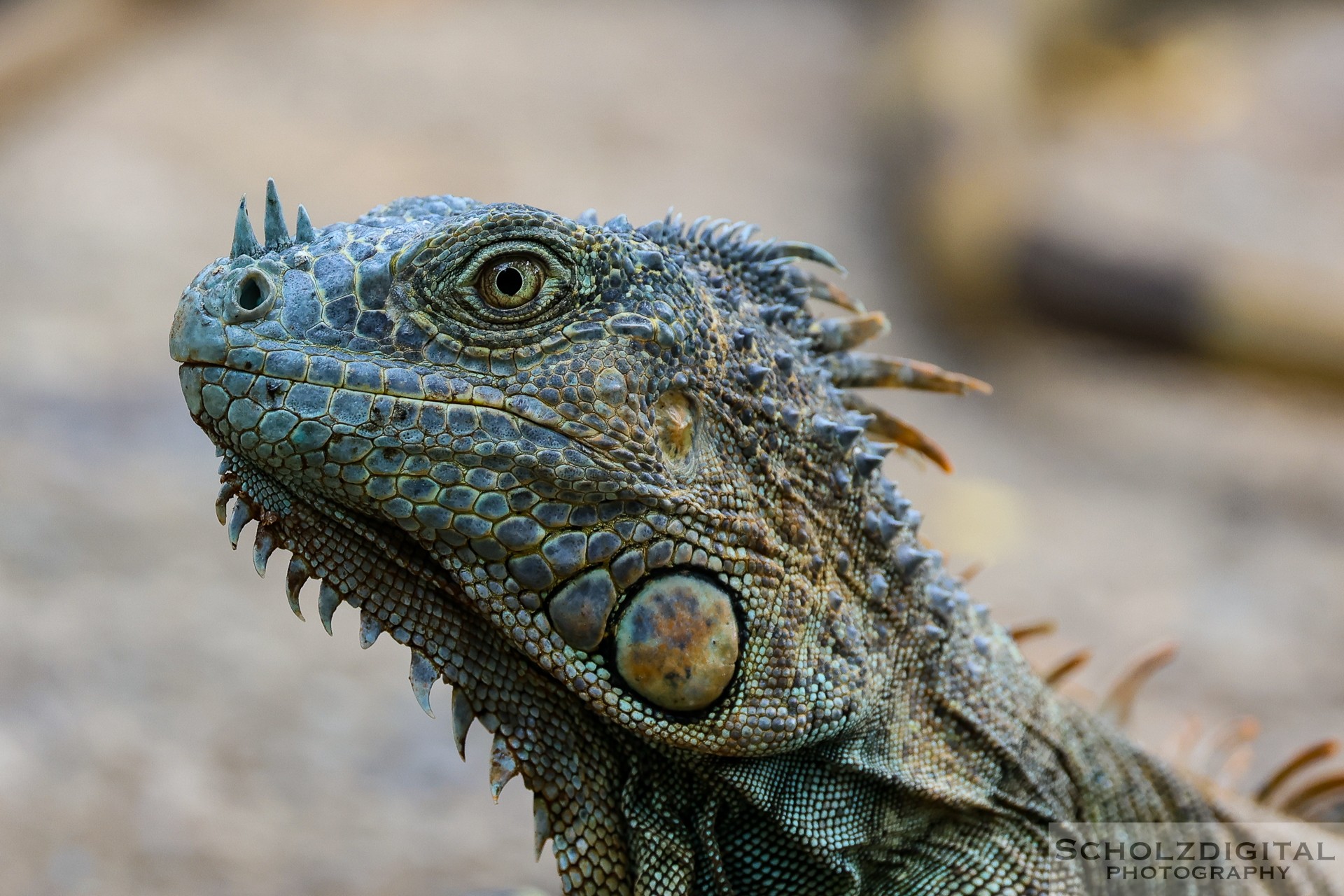 Leguan Portrait