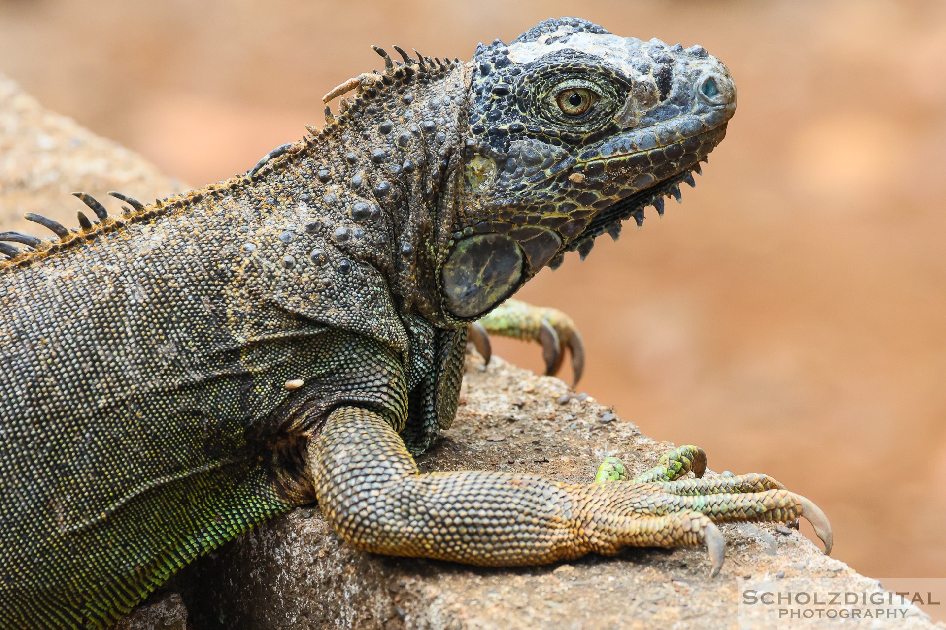 Leguan auf Roatan Honduras