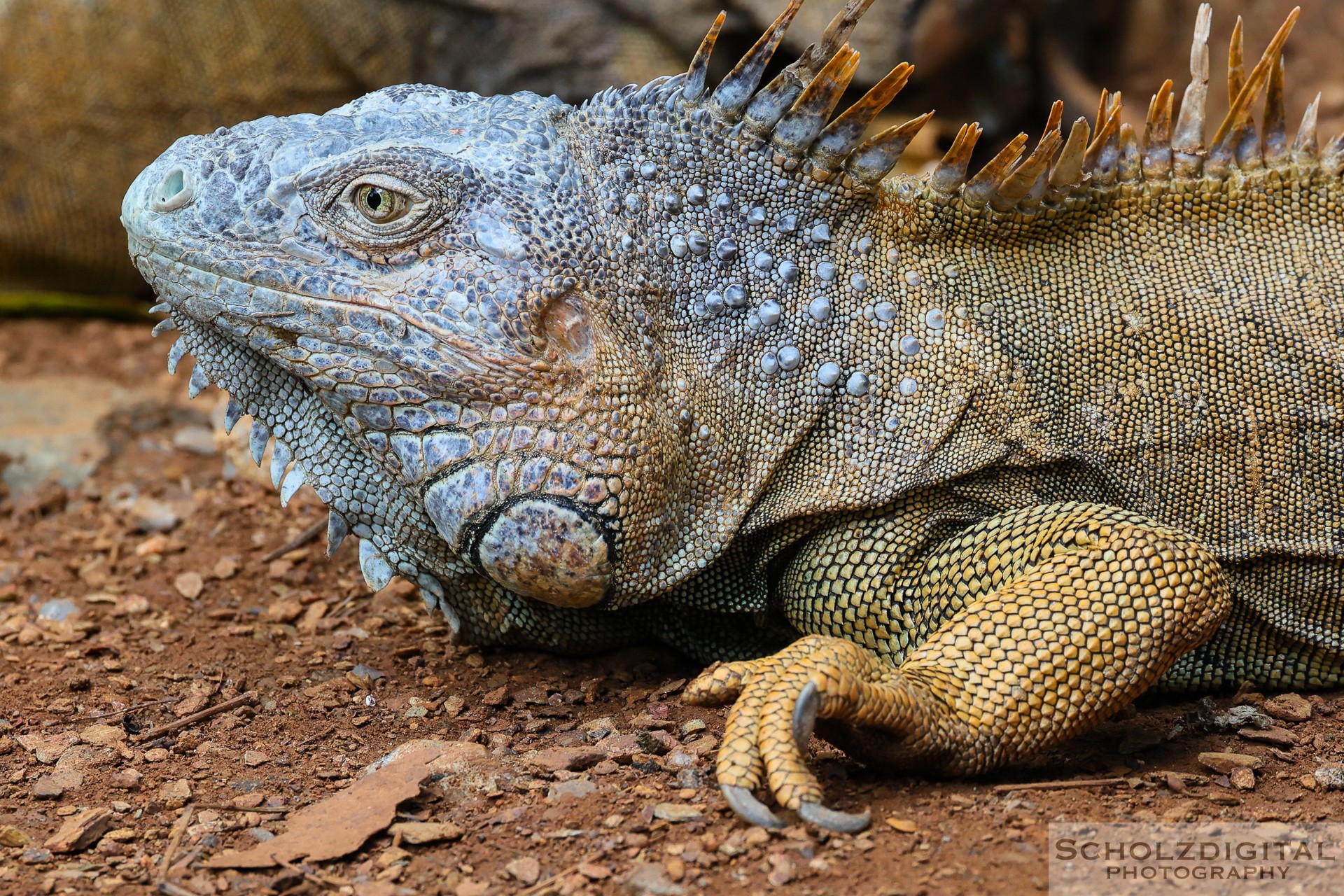 ARCH'S IGUANA & MARINE PARK