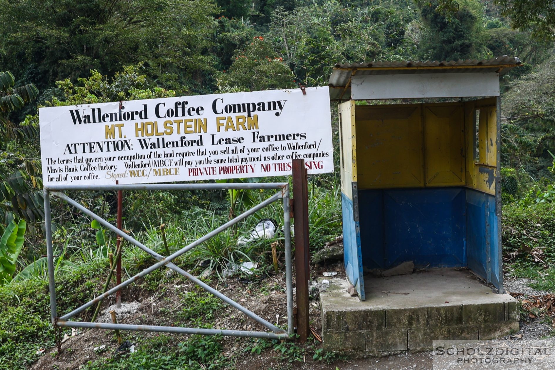 Jamaica Blue Mountain Coffee