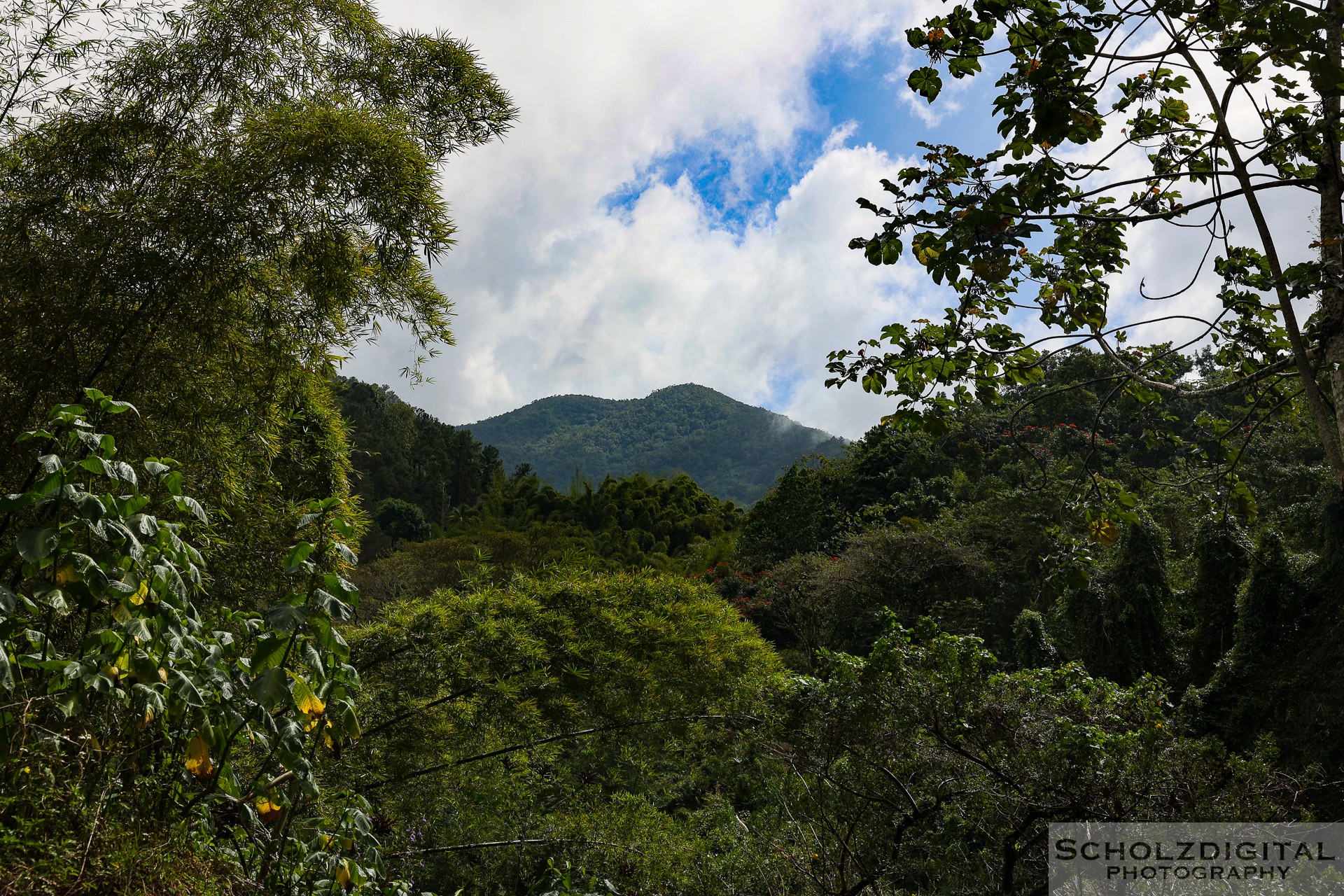 Jamaica Blue Mountain