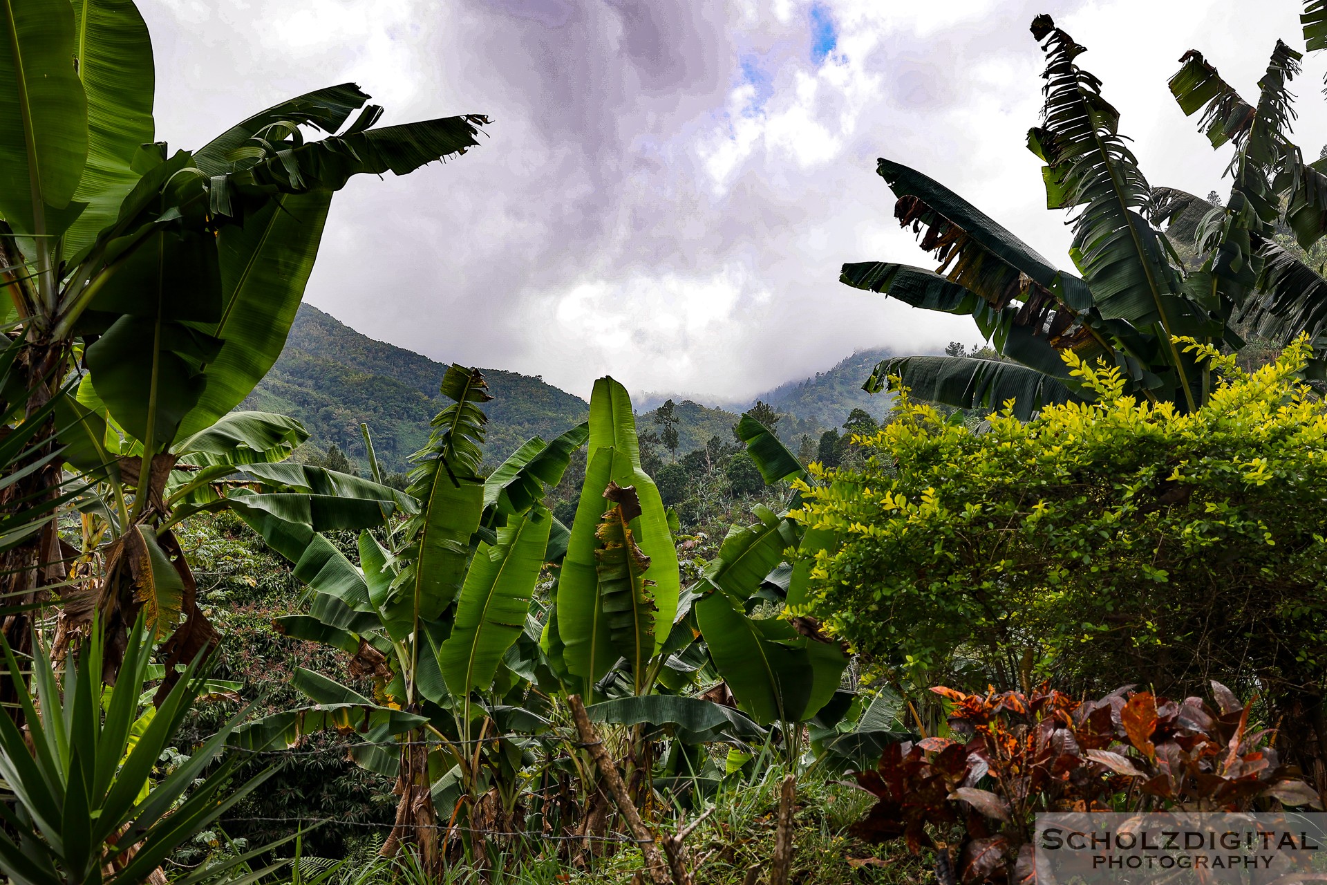 Jamaica Blue Mountain