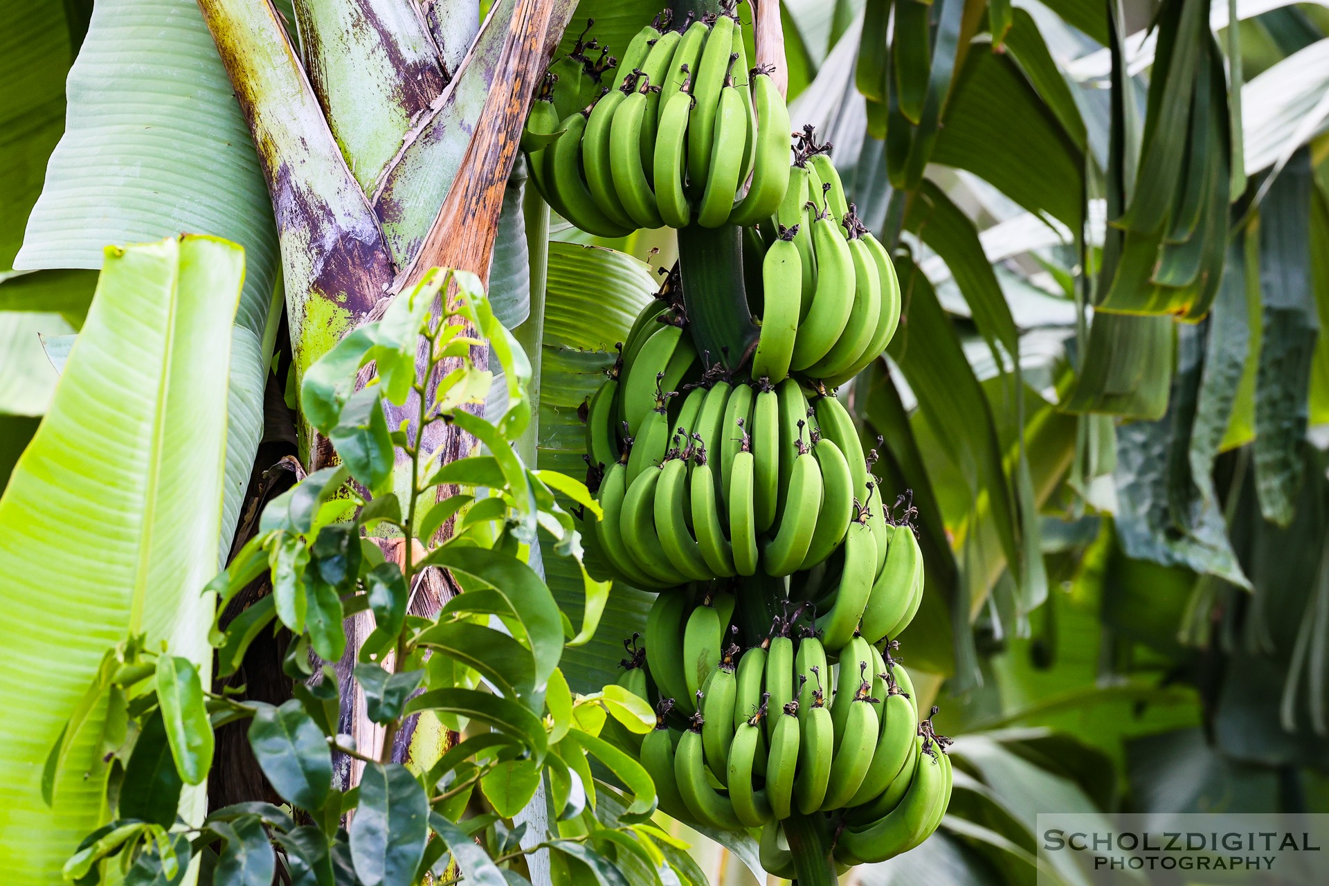 Jamaica Banana