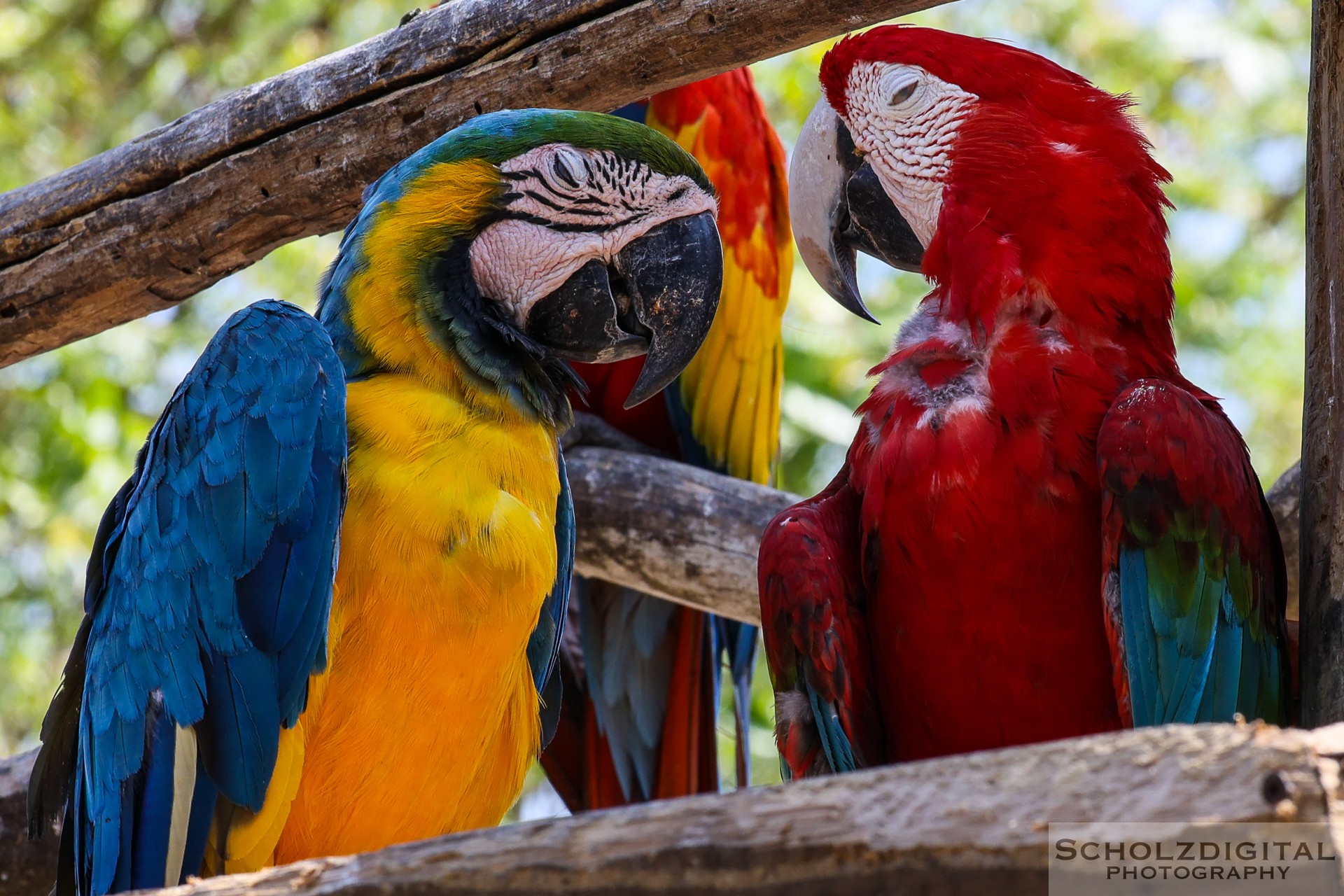 Aviario Nacional de Colombia