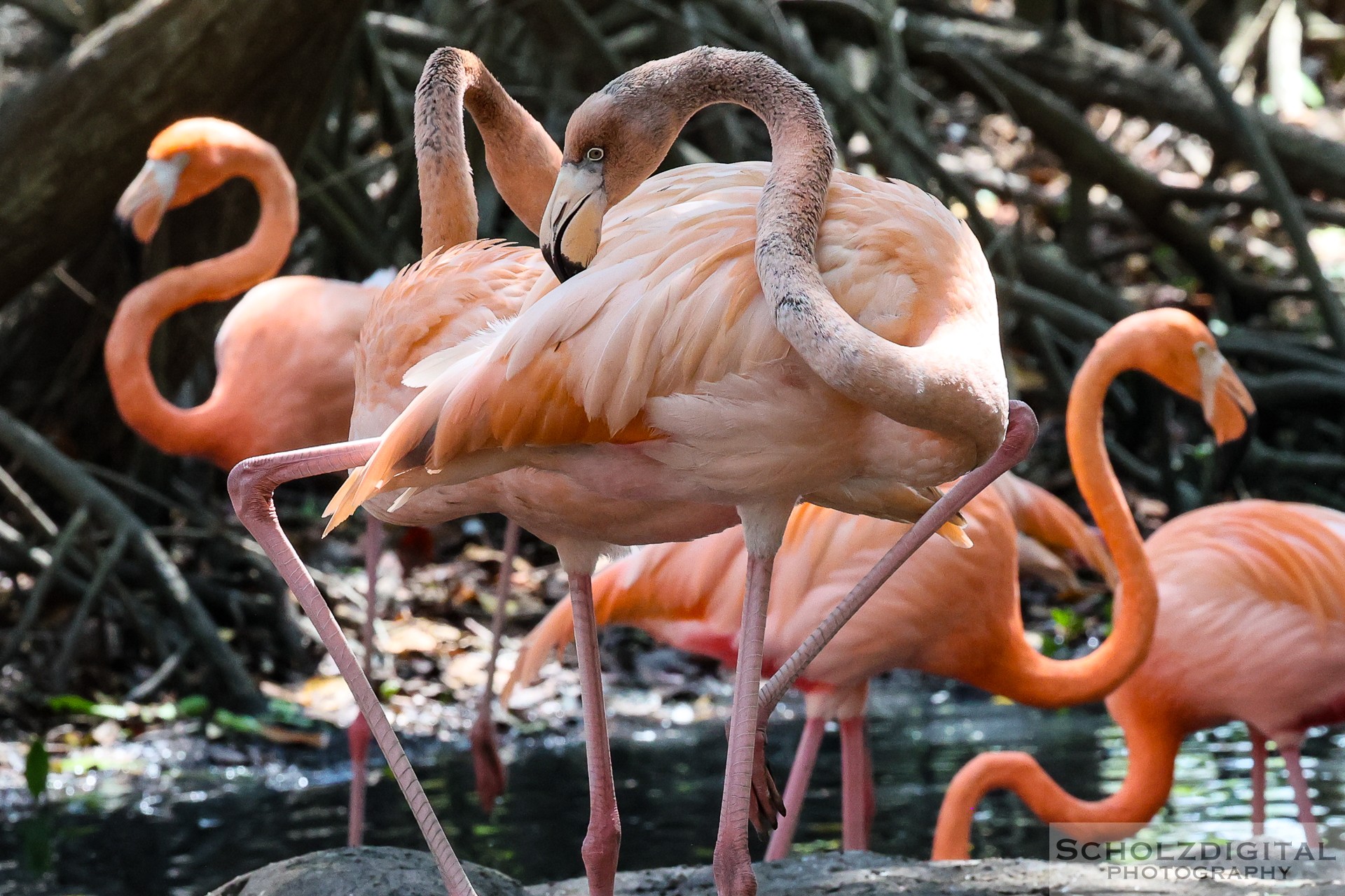 Aviario Nacional de Colombia