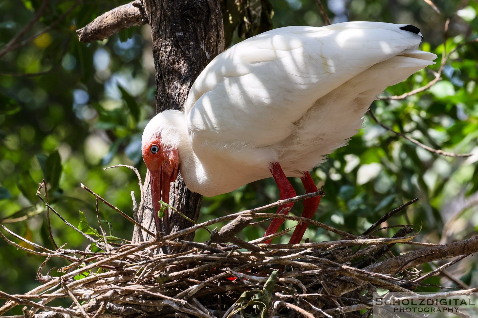 Aviario Nacional de Colombia