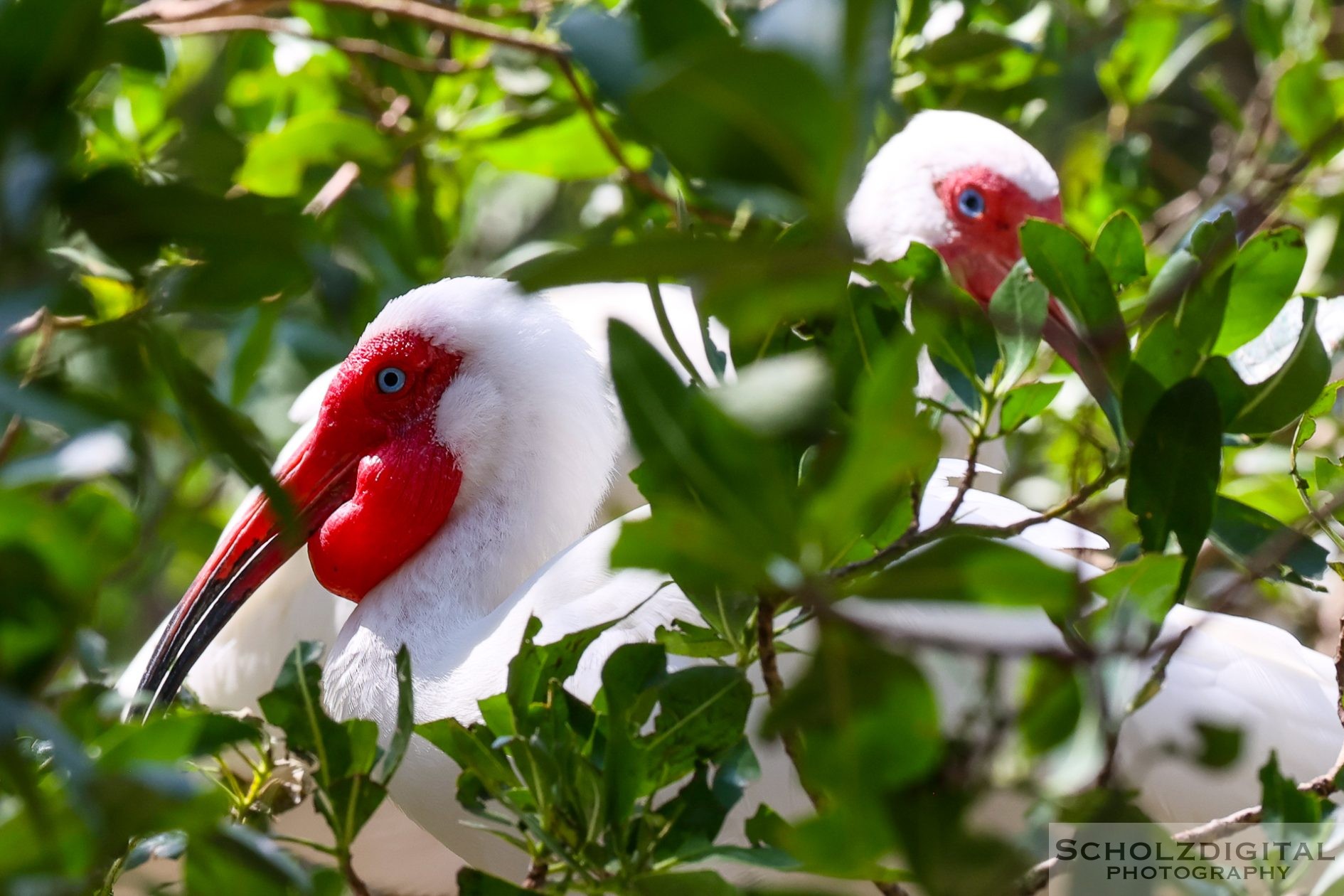 Aviario Nacional de Colombia