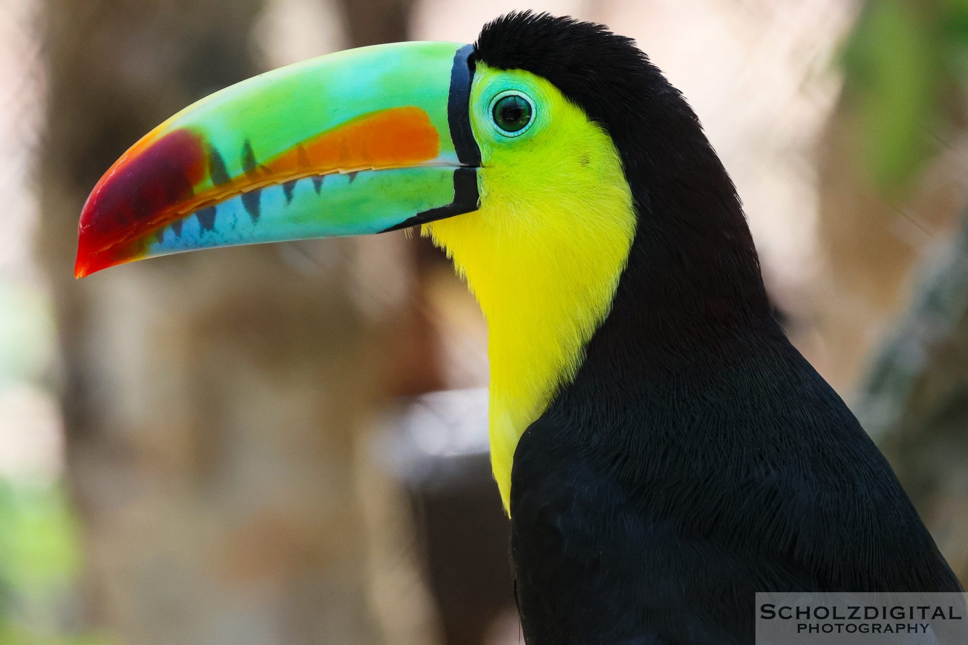 Tukan Tucan Aviario Nacional de Colombia