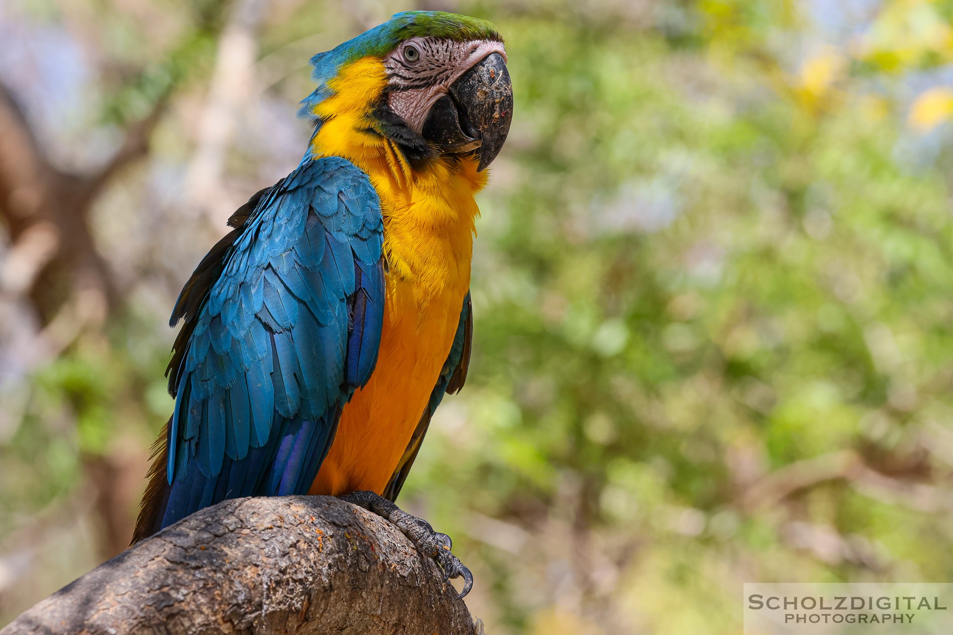 Papageien im Aviario Nacional de Colombia