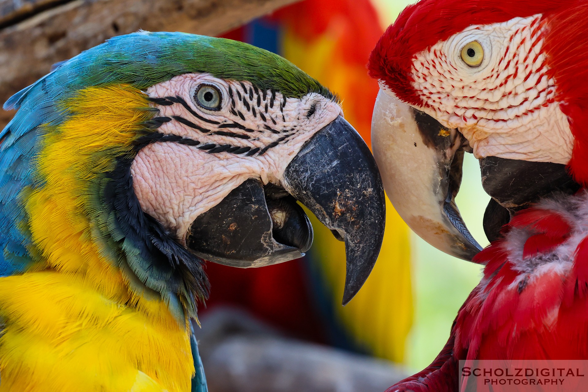 Papageien Aviario Nacional de Colombia