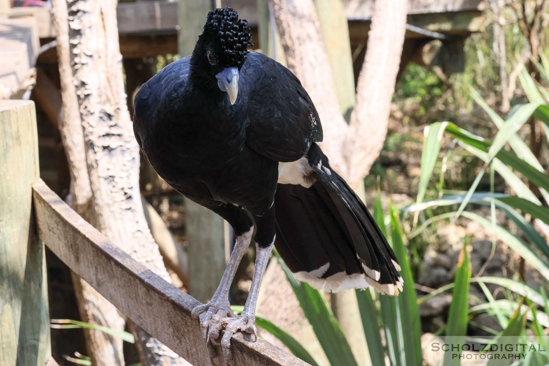 Aviario Nacional de Colombia