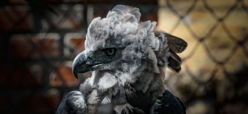 Harpyie Eagle