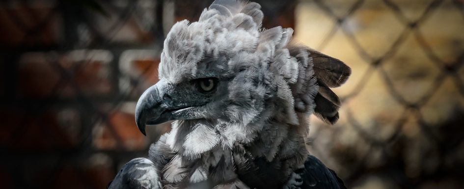 Harpyie Eagle