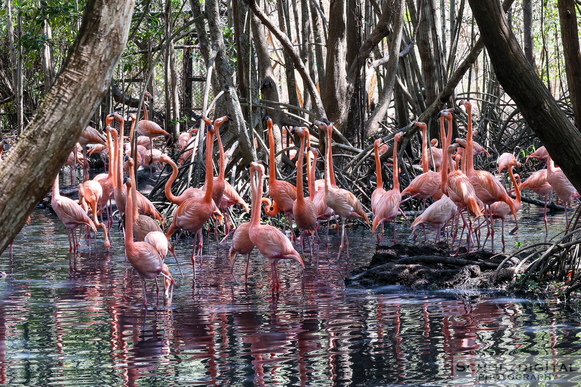 Flamenco Flamengo Aviario Nacional de Colombia