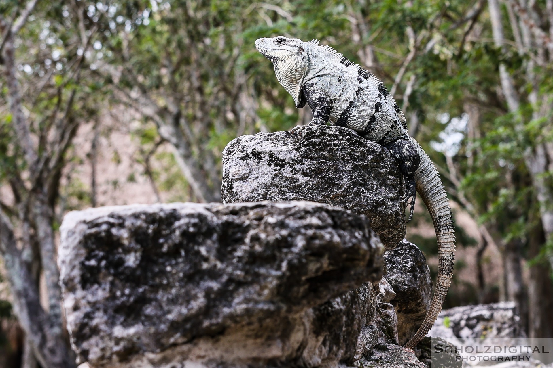 Leguan Maya Ruins