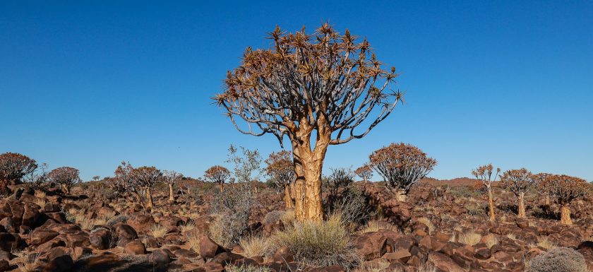 Namibia Quiver Tree