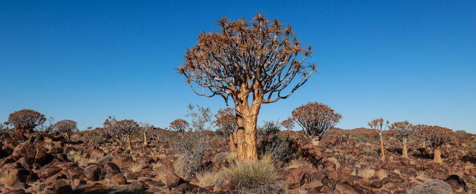 Namibia Quiver Tree